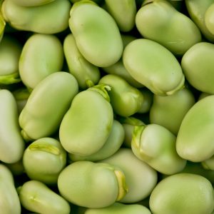 Broad Beans