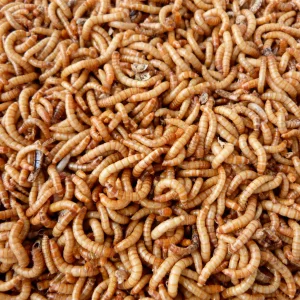 Dried Mealworm