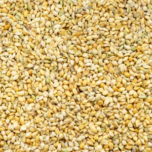 Foxtail Millet