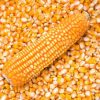 Maize (Corn)