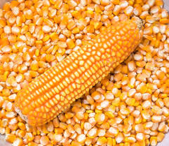Maize (Corn)