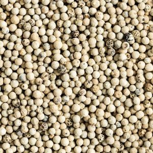 White Pepper