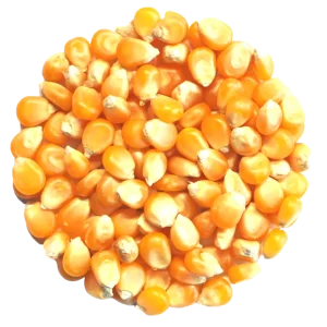 Yellow Corn