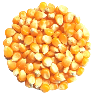 Yellow Maize (Corn)